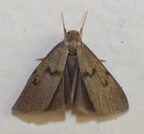 Apaidia mesogona